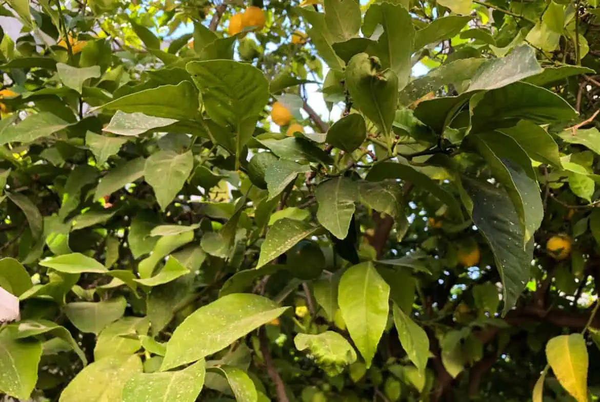 3חד עם גינה להשכרה בבקעה רחוב בן יפנה 4 3חד עם גינה להשכרה בבקעה רחוב בן יפנה