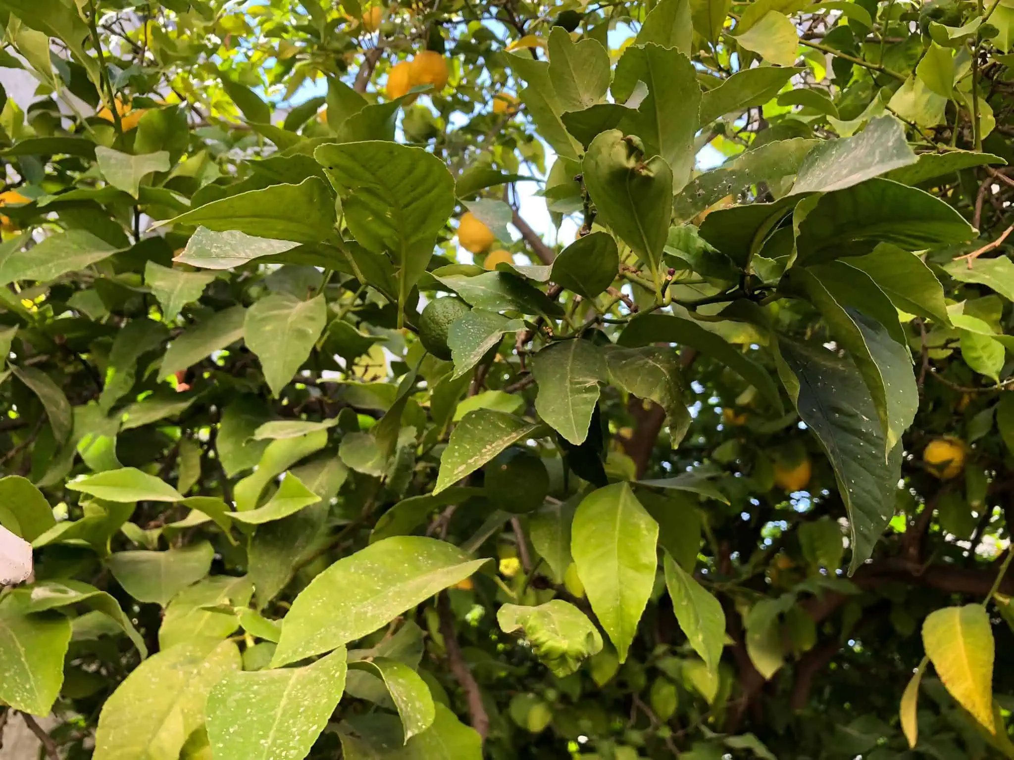 3חד עם גינה להשכרה בבקעה רחוב בן יפנה